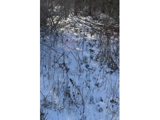 54.7 Acres with 50 tillable and 4.3 wooded.  Surrounded by heavy deer population on CRP land.  Great trophy deer hunting on established food plots.  Hunting tower.

Receive income on tillable acres while abundance of deer hunting on established food plot. - Great Investment Opportunity - Tillable Land, Recreation & Building Site